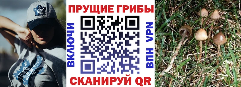 где продают Владивосток OMG tor Псилоцибиновые грибы GOLDEN TEACHER