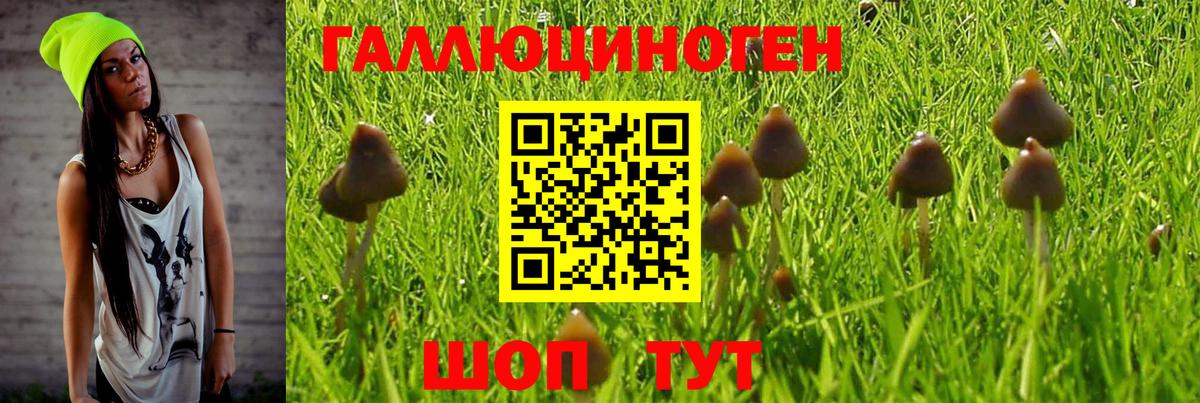 Владивосток  Псилоцибиновые грибы Psilocybe  Галлюциногенные грибы прущие грибы  Вход с VPN 